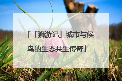 「狮游记」城市与候鸟的生态共生传奇