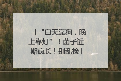 “白天靠狗，晚上靠灯”！菌子近期疯长！别乱捡