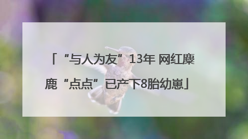 “与人为友”13年 网红麋鹿“点点”已产下8胎幼崽