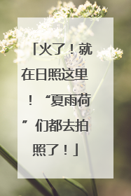 火了！就在日照这里！“夏雨荷”们都去拍照了！