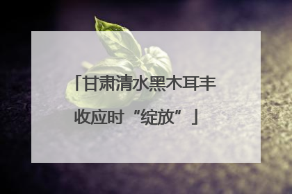 甘肃清水黑木耳丰收应时“绽放”