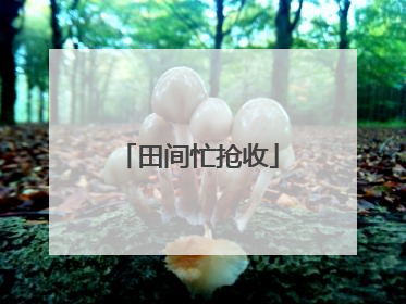 田间忙抢收