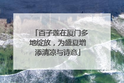 百子莲在厦门多地绽放，为盛夏增添清凉与诗意