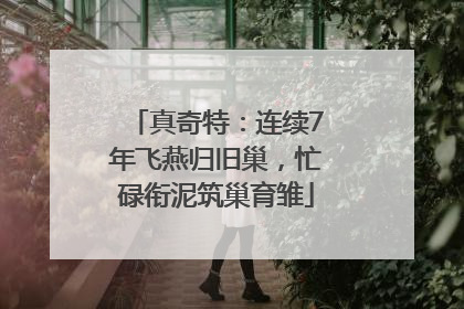 真奇特：连续7年飞燕归旧巢，忙碌衔泥筑巢育雏