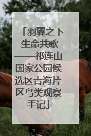 羽翼之下 生命共歌——祁连山国家公园候选区青海片区鸟类观察手记