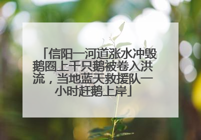 信阳一河道涨水冲毁鹅圈上千只鹅被卷入洪流，当地蓝天救援队一小时赶鹅上岸