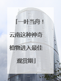一叶当舟！云南这种神奇植物进入最佳观赏期