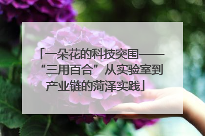 一朵花的科技突围——“三用百合”从实验室到产业链的菏泽实践