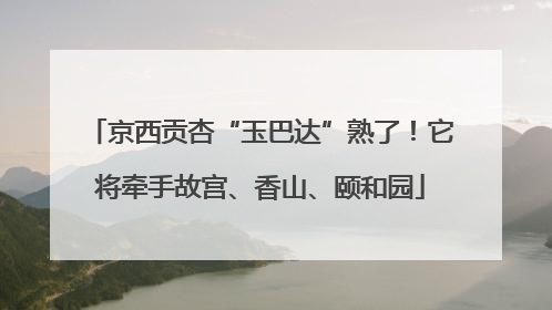 京西贡杏“玉巴达”熟了！它将牵手故宫、香山、颐和园