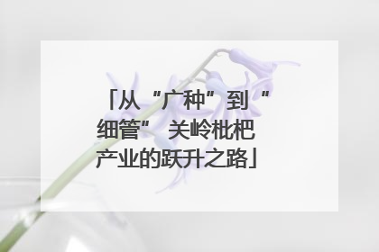 从“广种”到“细管” 关岭枇杷产业的跃升之路