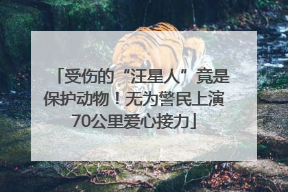 受伤的“汪星人”竟是保护动物！无为警民上演70公里爱心接力