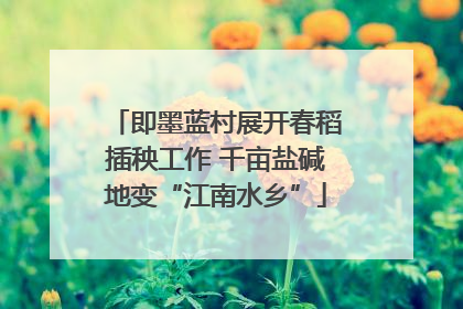 即墨蓝村展开春稻插秧工作 千亩盐碱地变“江南水乡”