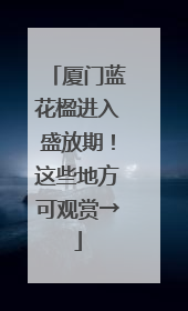 厦门蓝花楹进入盛放期！这些地方可观赏→