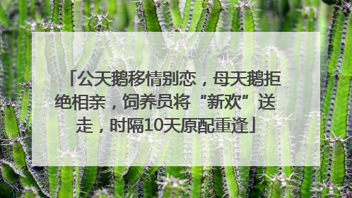 公天鹅移情别恋，母天鹅拒绝相亲，饲养员将“新欢”送走，时隔10天原配重逢