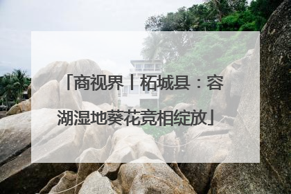 商视界丨柘城县：容湖湿地葵花竞相绽放