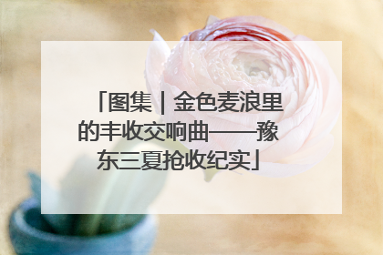 图集｜金色麦浪里的丰收交响曲——豫东三夏抢收纪实