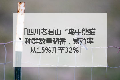 四川老君山“鸟中熊猫”种群数量翻番，繁殖率从15%升至32%