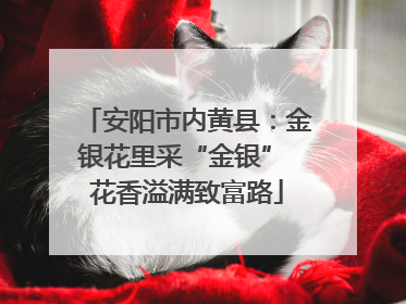 安阳市内黄县：金银花里采“金银” 花香溢满致富路