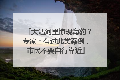 大沽河里惊现海豹？专家：有过此类案例，市民不要自行靠近