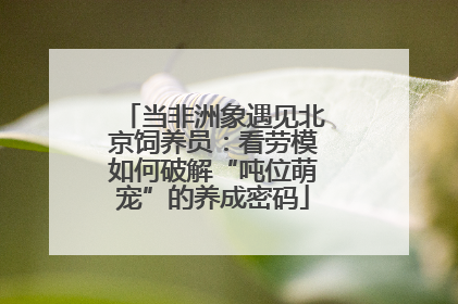 当非洲象遇见北京饲养员：看劳模如何破解“吨位萌宠”的养成密码