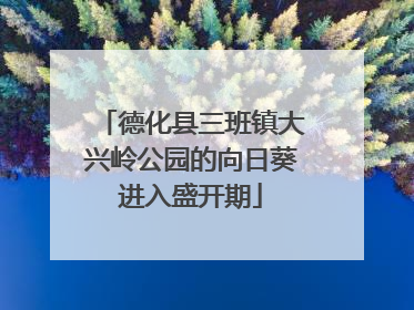 德化县三班镇大兴岭公园的向日葵进入盛开期