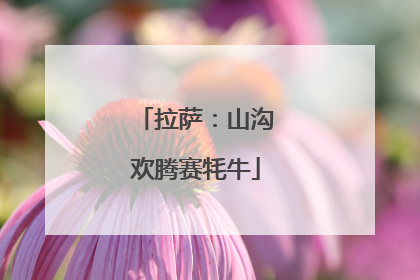 拉萨：山沟欢腾赛牦牛