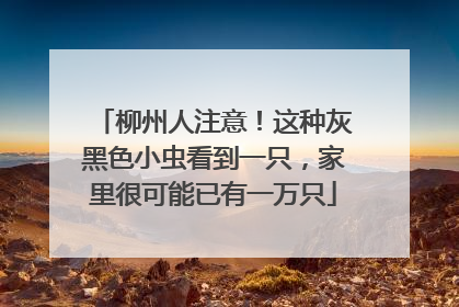 柳州人注意！这种灰黑色小虫看到一只，家里很可能已有一万只