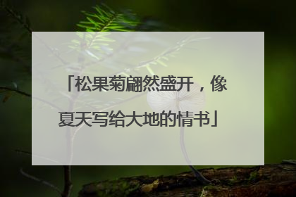 松果菊翩然盛开，像夏天写给大地的情书