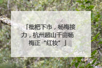 枇杷下市，杨梅接力，杭州超山千亩杨梅正“红妆”