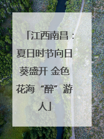 江西南昌：夏日时节向日葵盛开 金色花海“醉”游人