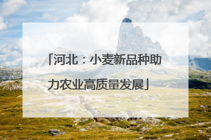 河北：小麦新品种助力农业高质量发展