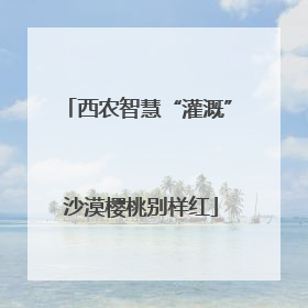 西农智慧“灌溉” 沙漠樱桃别样红