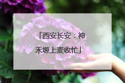 西安长安：神禾塬上麦收忙