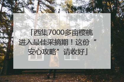 西集7000多亩樱桃进入最佳采摘期！这份“安心攻略”请收好