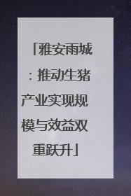 雅安雨城：推动生猪产业实现规模与效益双重跃升
